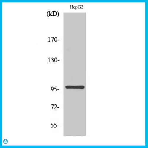 Anti-HPK1 antibody[STJ93590]