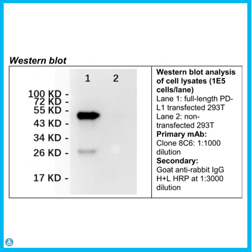 Anti-PD-L1 antibody[STJ130023]