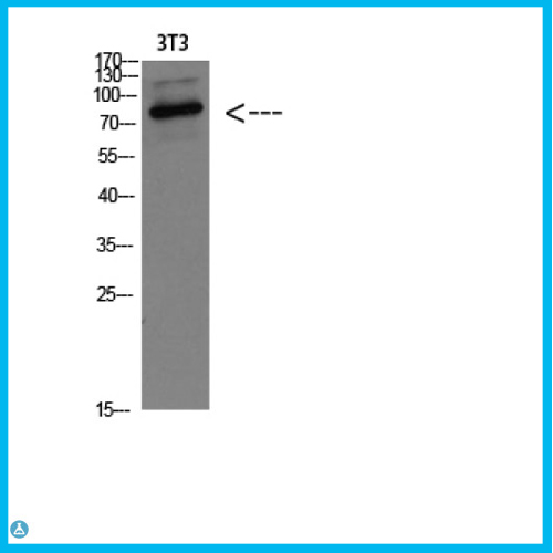 Anti-GRP78 BiP antibody[STJ98969]