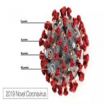 2019-nCoV S Protein 