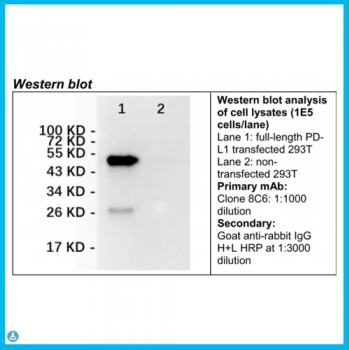 Anti-PD-L1 antibody[