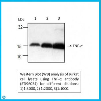 Anti-TNF-alpha antib