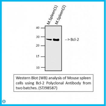 Anti-Bcl-2 antibody[