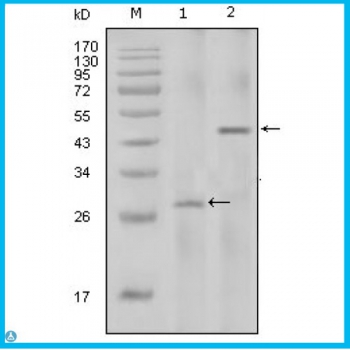 Anti-IL-2 antibody[S