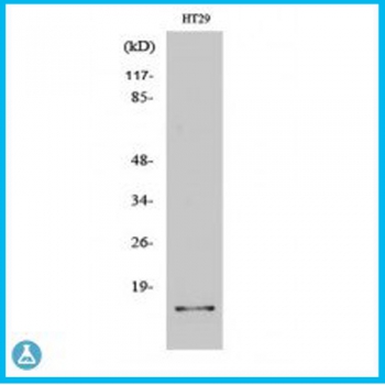 Anti-IL-2 antibody S