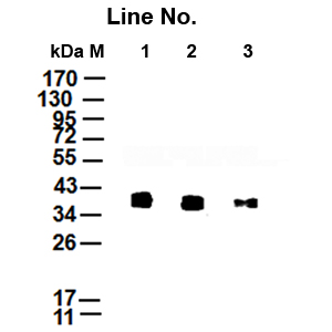 GNI4110-S/Anti-S Tag Monoclonal Antibody(图1)