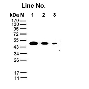 GNI4310-MC/Anti-Myc-HRP(图1)