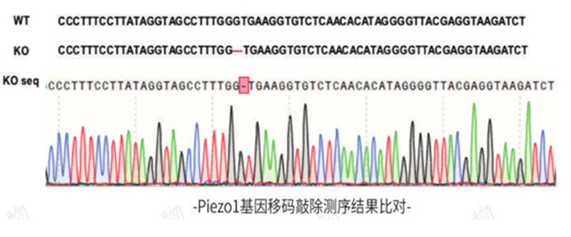 基因移码敲除(图4)