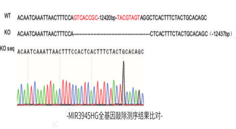 全基因敲除(图4)