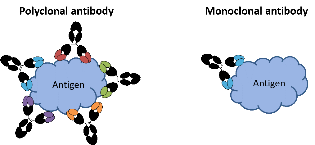 什么是多克隆抗体？与单克隆抗体有哪些区别？(图1)