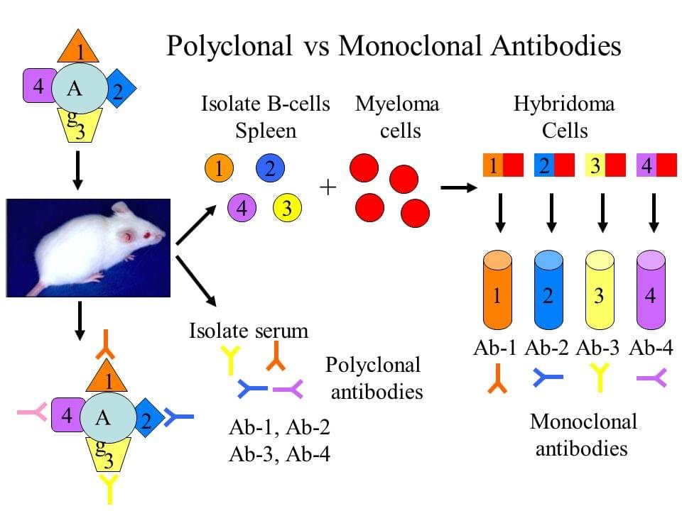 什么是多克隆抗体？与单克隆抗体有哪些区别？(图2)