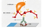 <strong>病理组织学检查点亮您的免疫组化！</strong>