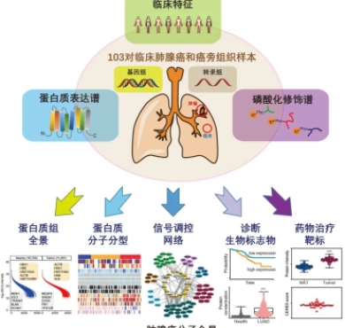 Cell | 中国科学家首次揭示肺腺癌分子全景