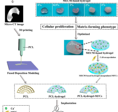 半月板再生：3D打印PCL-MECM的水凝胶混合支架