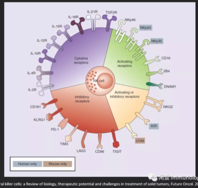 NK细胞肿瘤免疫治疗