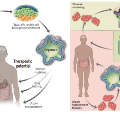 类器官——研究疾病的利器，再生医学的未来