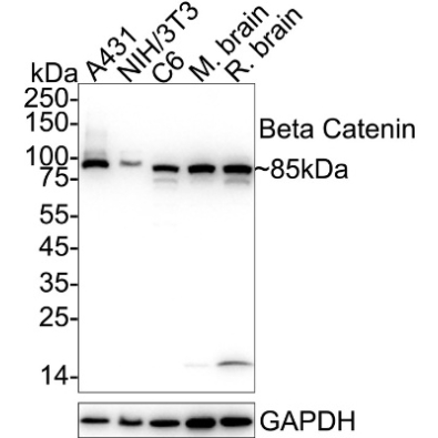 <strong>Beta Catenin Rabbit Polyc</strong>