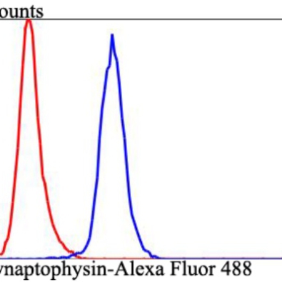 <strong>Synaptophysin Rabbit Poly</strong>