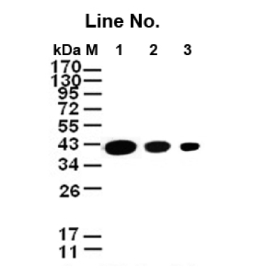 <strong>GNI4110-GA/Anti-γ-Actin M</strong>