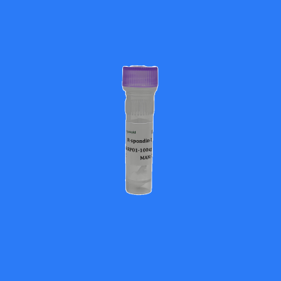 <strong>Human R-Spondin1 Recombin</strong>