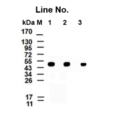 <strong>GNI4110-BA/Anti-β-Actin M</strong>