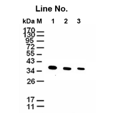 <strong>GNI4110-GH/Anti-GAPDH Mon</strong>