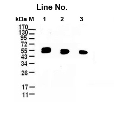 <strong>GNI4110-HA-P/Anti-HA Plus</strong>