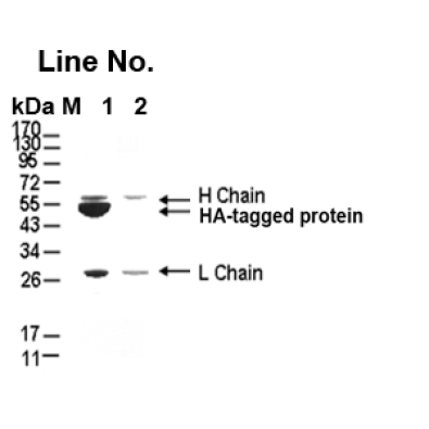 <strong>GNI4510-HA-P/Anti-HA Affi</strong>