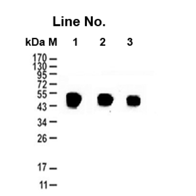 <strong>GNI4110-BT/Anti-β-Tubulin</strong>