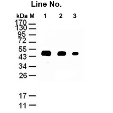 <strong>GNI4110-AT/Anti-α-Tubulin</strong>