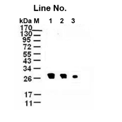 <strong>GNI4110-TH/Anti-"TEV</strong>