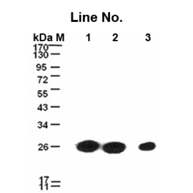 <strong>GNI4110-V5/Anti-V5 Monocl</strong>