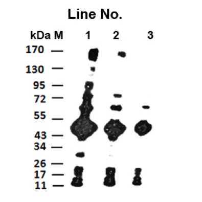 <strong>GNI4110-TX/Anti-TRX Monoc</strong>