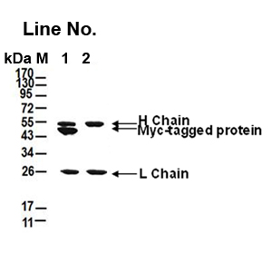 GNI4510-MC/Anti-Myc Affinity Gel(图1)