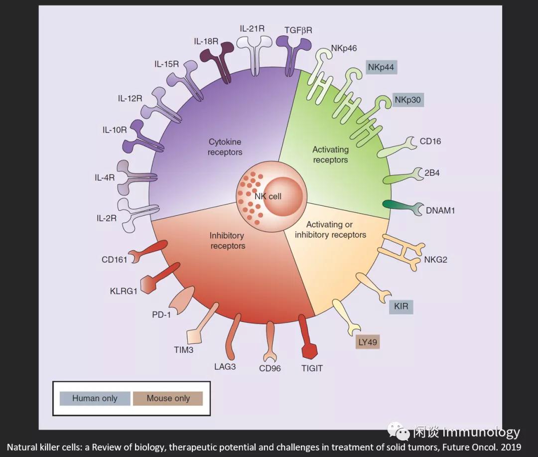 NK细胞肿瘤免疫治疗(图1)