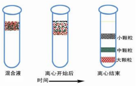 膜蛋白的提取方法，最全攻略在此(图1)