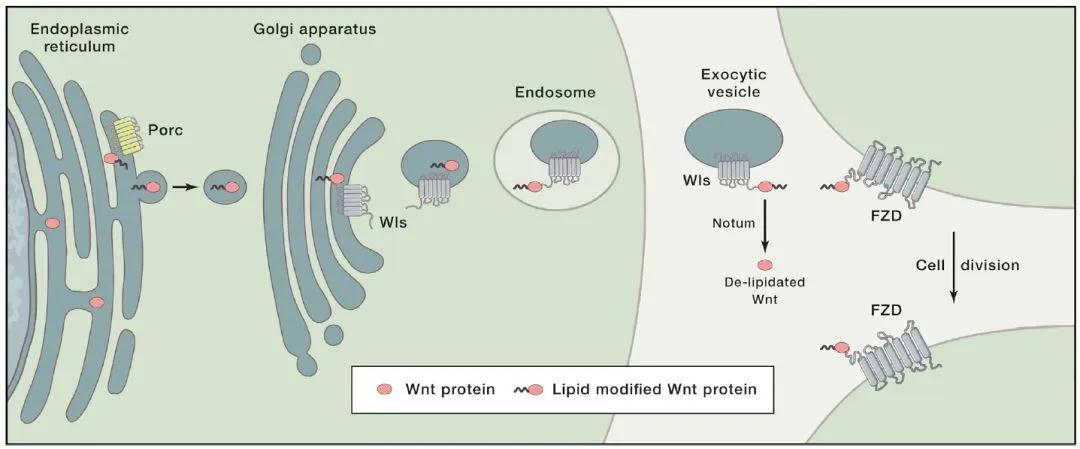 Wnt信号机制全解析！3大信号传导通路一文掌握(图1)