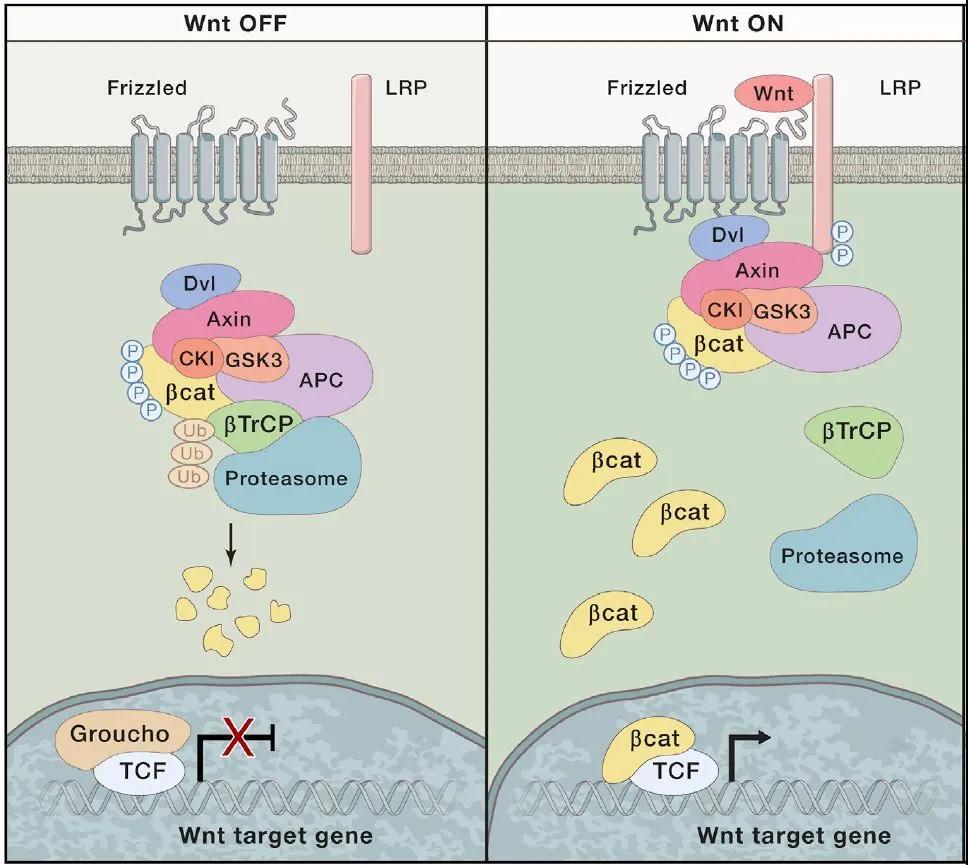 Wnt信号机制全解析！3大信号传导通路一文掌握(图2)