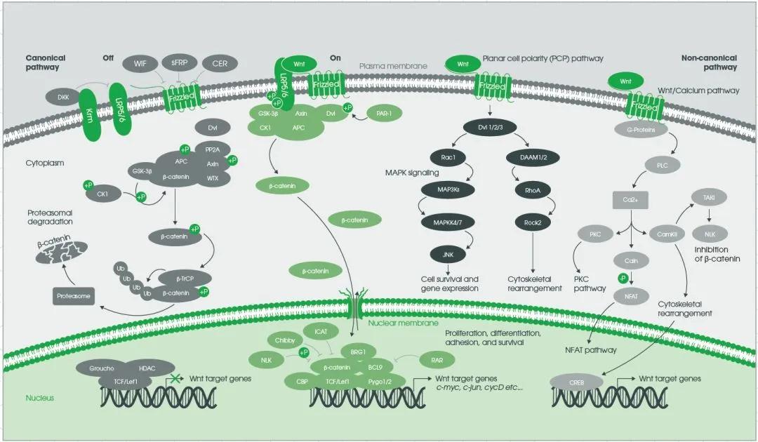 Wnt信号机制全解析！3大信号传导通路一文掌握(图3)