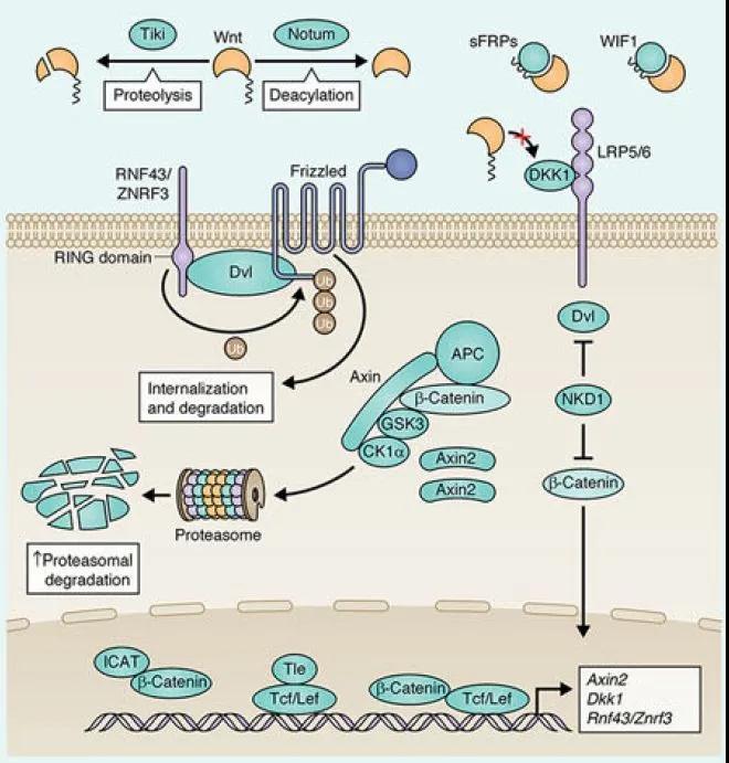 Wnt信号机制全解析！3大信号传导通路一文掌握(图5)